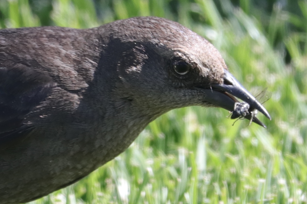 Forgive You photo of starling eating a bug.