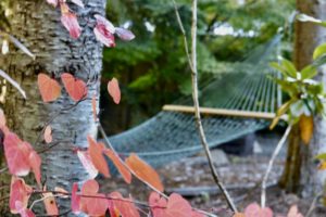 Hammock suspended from tree in background, with red leaves in foreground.