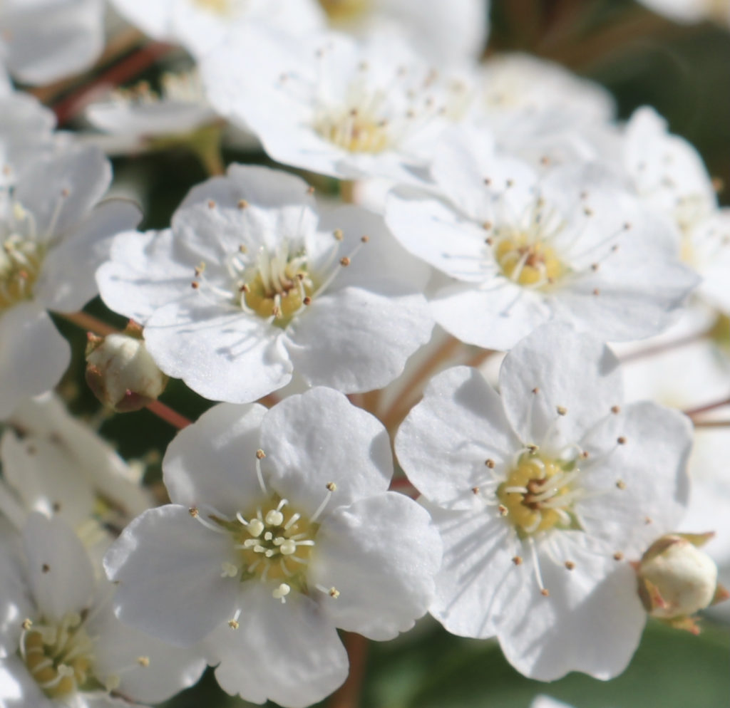 White flowers as picture for post, "Gratitude".