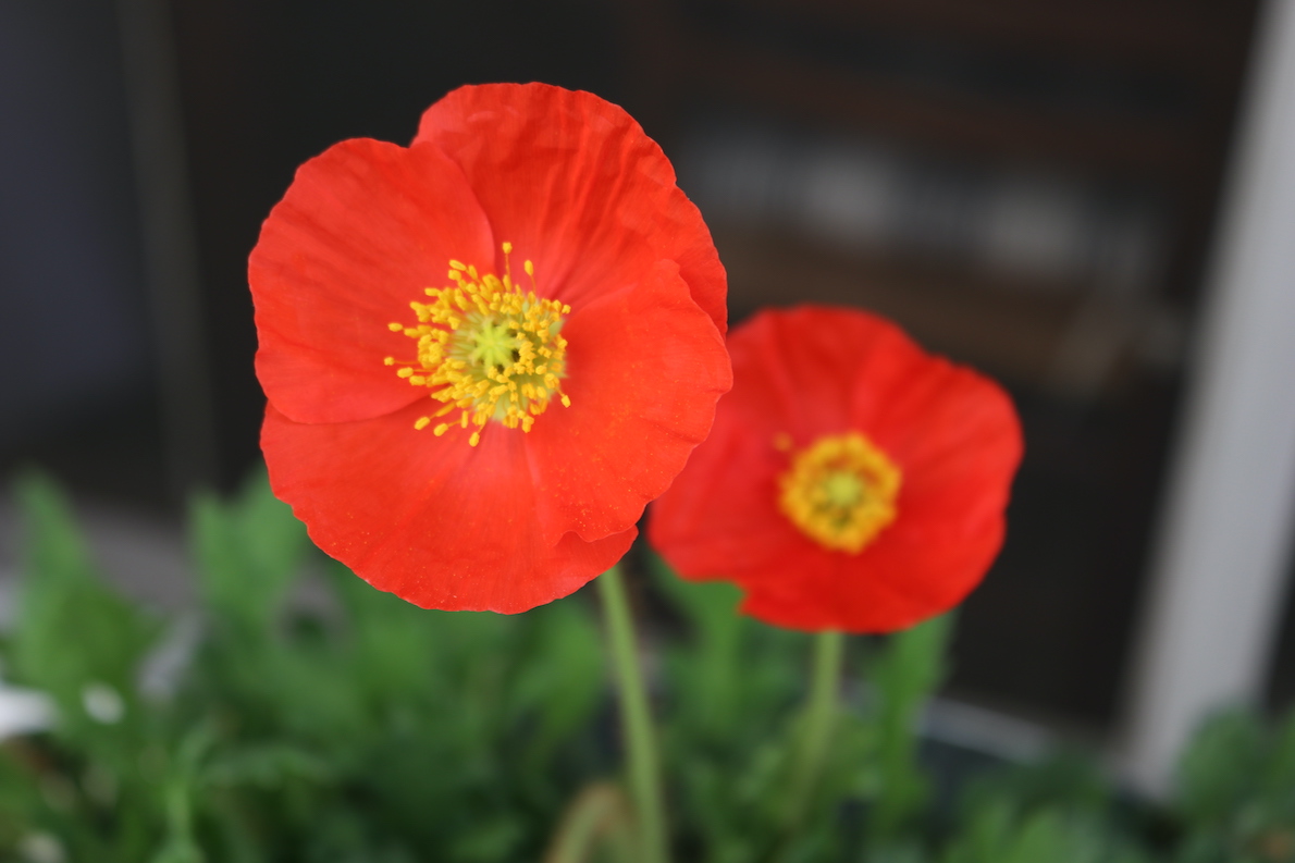 Pretty poppy