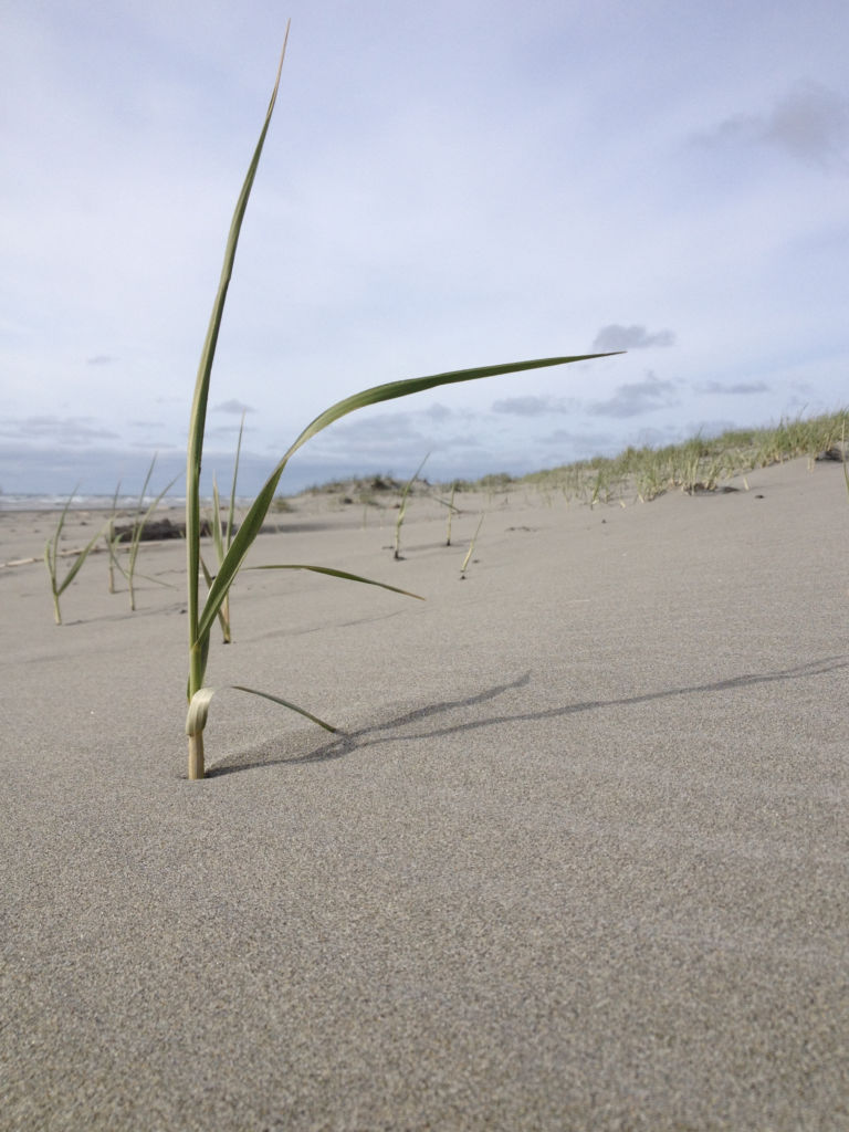 Lone seagrass frond sticking out of sand.