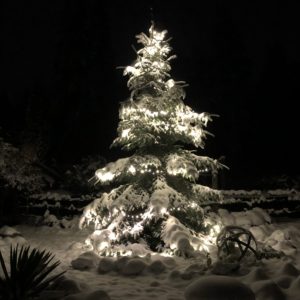 Christmas Tree lit up in the snow