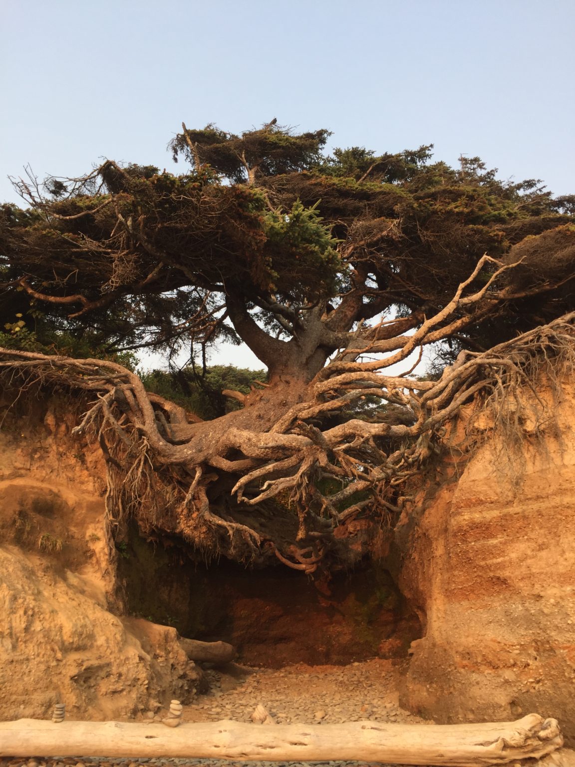 Large Tree at Pacific Ocean Coast that has roots exposed.