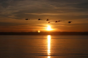 Sunrise over the Puget Sound with flock of geese.