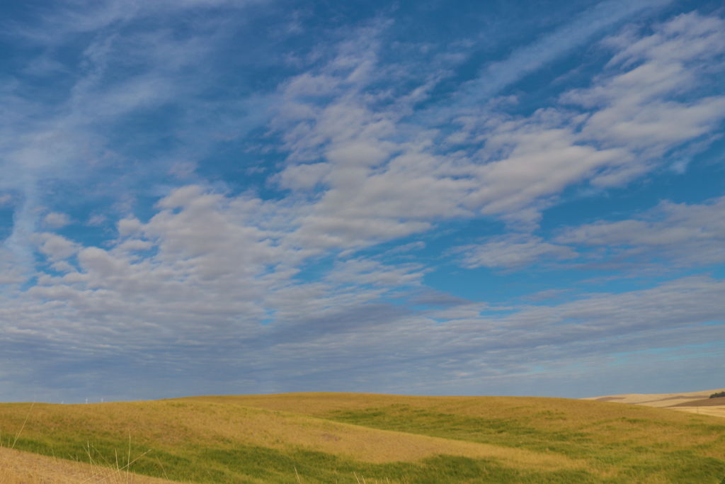 Large sky over wheat field in Eastern Washington.