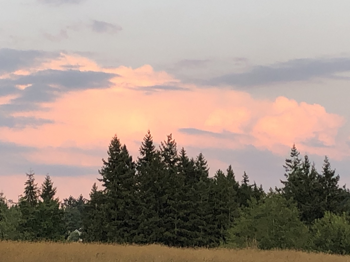 pink clouds over evergreen trees