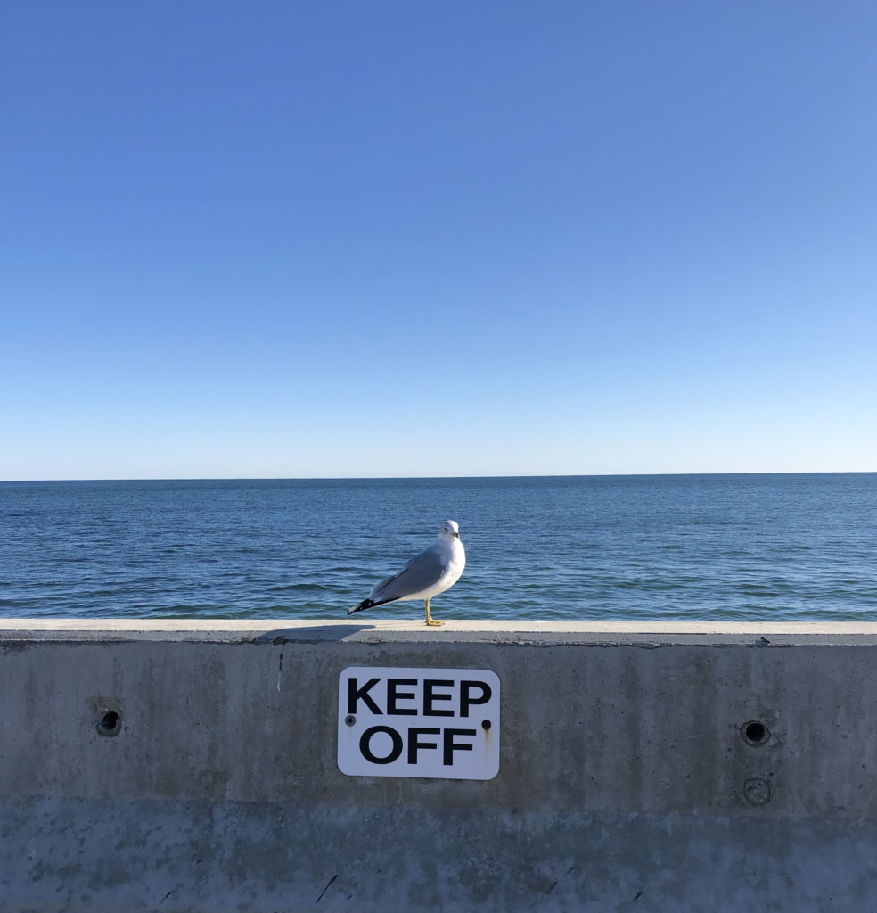 Seagull sitting boldly on a Keep Off sign